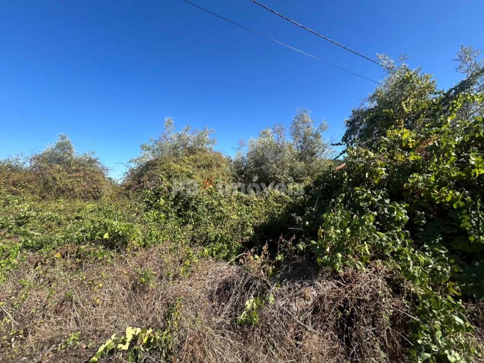 Terreno Agricola ou Rústico para Venda em Serra e Junceira Foto 12