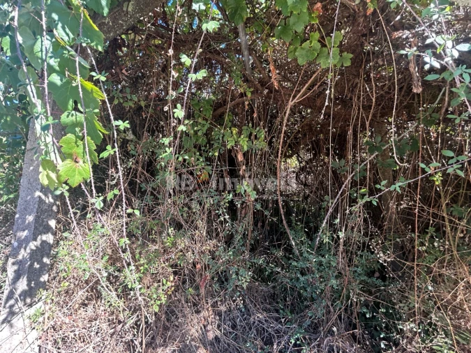 Terreno Agricola ou Rústico para Venda em Serra e Junceira Foto 5