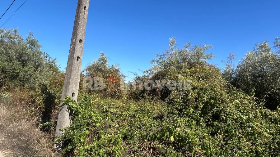 Terreno Agricola ou Rústico para Venda em Serra e Junceira