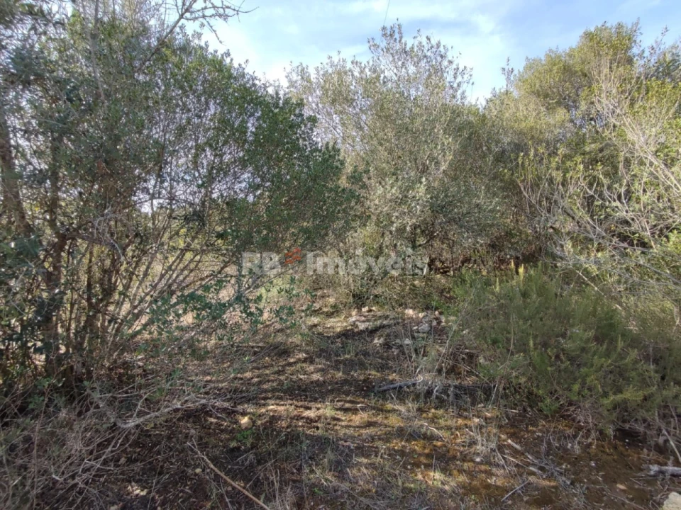 Terreno Agricola ou Rústico para Venda em Além da Ribeira e Pedreira Foto 8