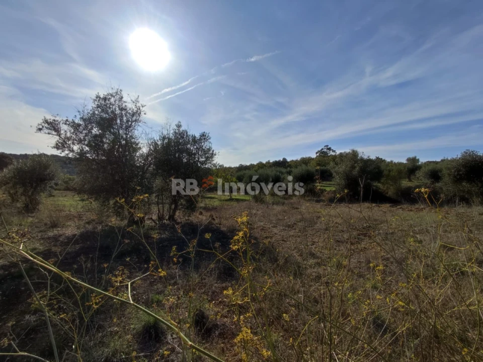 Terreno Agricola ou Rústico para Venda em Além da Ribeira e Pedreira Foto 18
