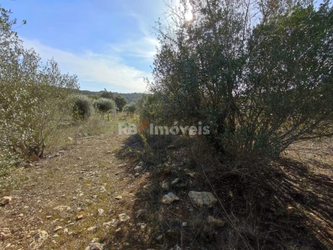 Terreno Agricola ou Rústico para Venda em Além da Ribeira e Pedreira Foto 17