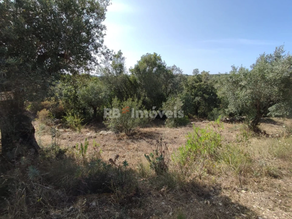 Terreno Agricola ou Rústico para Venda em Além da Ribeira e Pedreira Foto 8