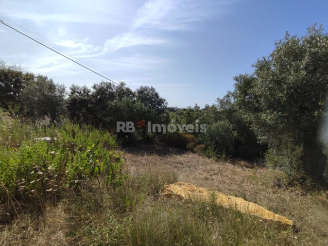 Terreno Agricola ou Rústico para Venda em Além da Ribeira e Pedreira Foto 10