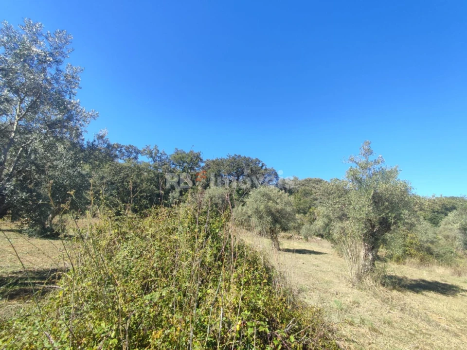 Terreno Agricola ou Rústico para Venda em Além da Ribeira e Pedreira Foto 3