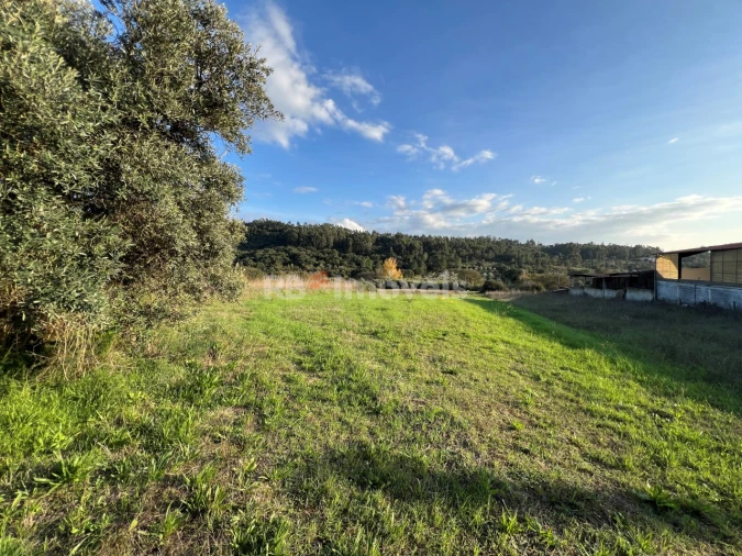 Terreno Agricola ou Rústico para Venda em Serra e Junceira Foto 5
