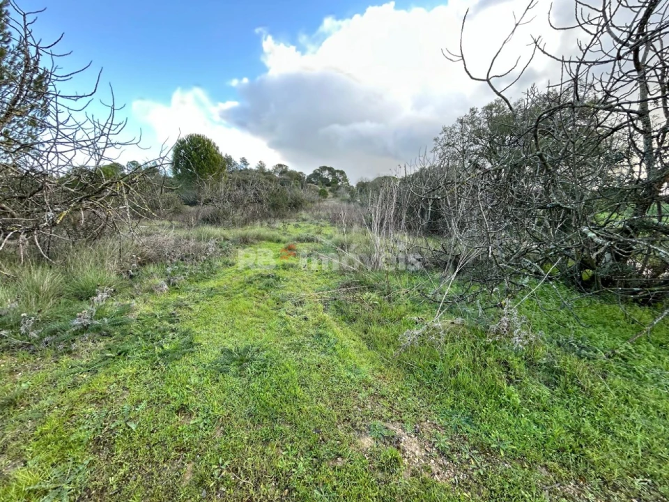 Terreno Agricola ou Rústico para Venda em Madalena e Beselga Foto 5