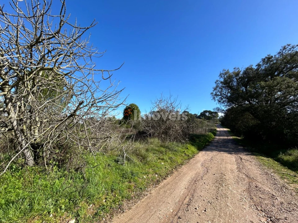 Terreno Agricola ou Rústico para Venda em Madalena e Beselga Foto 1