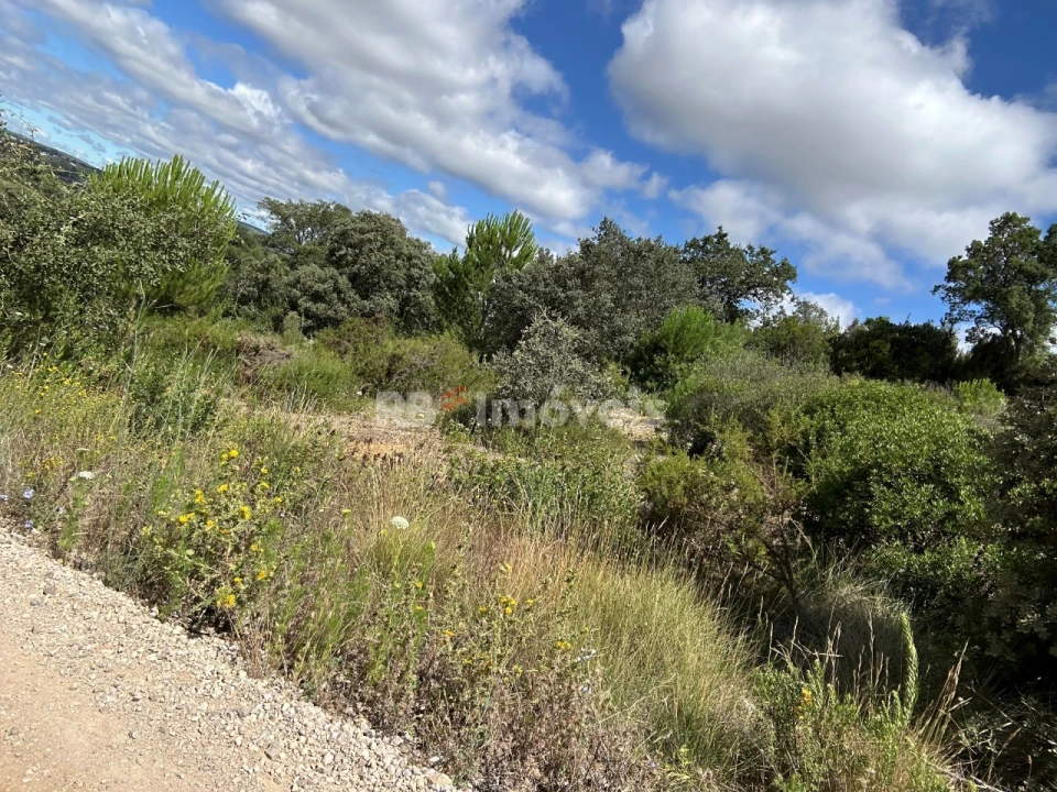 Terreno Agricola ou Rústico para Venda em Madalena e Beselga Foto 19