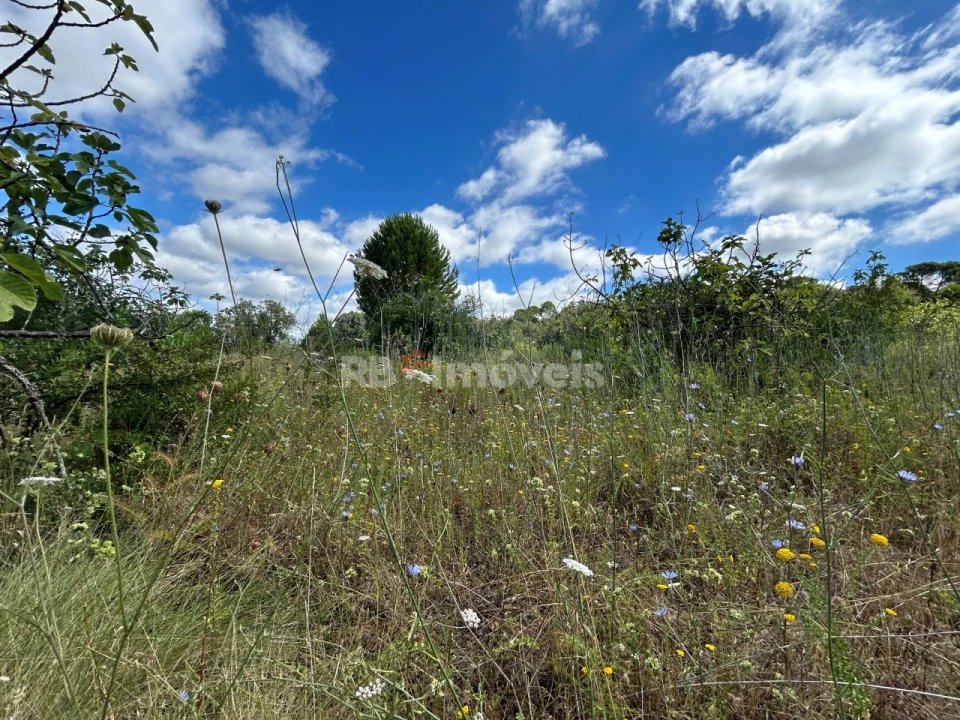Terreno Agricola ou Rústico para Venda em Madalena e Beselga Foto 24