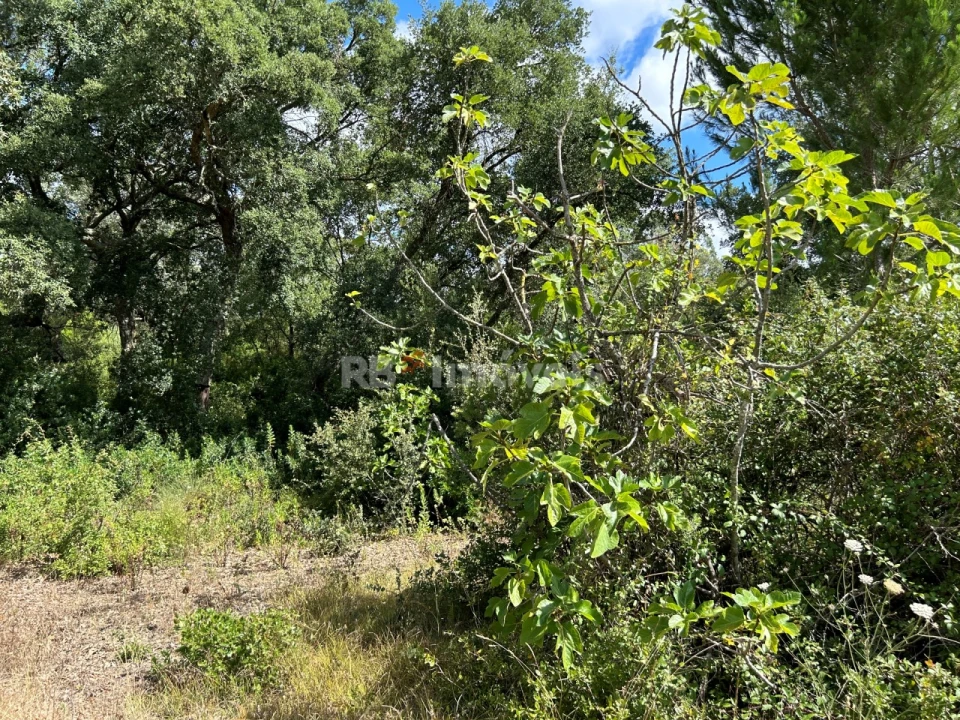 Terreno Agricola ou Rústico para Venda em Madalena e Beselga Foto 30