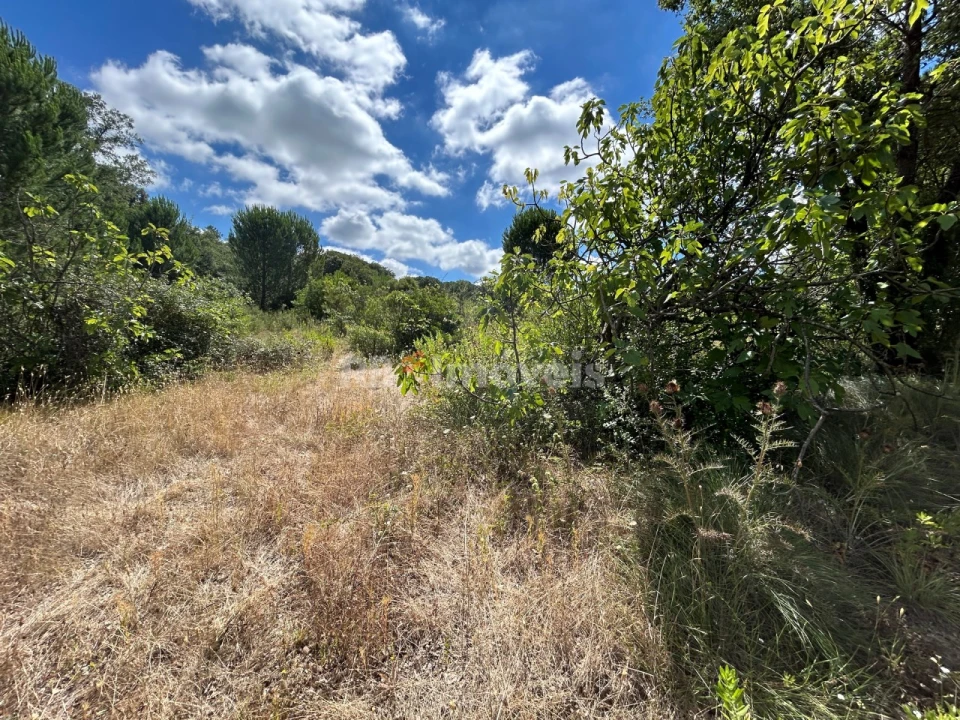 Terreno Agricola ou Rústico para Venda em Madalena e Beselga Foto 37