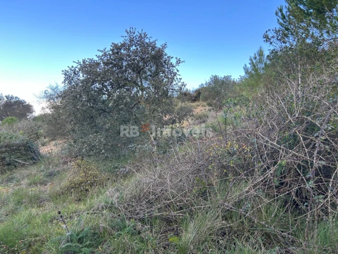 Terreno Agricola ou Rústico para Venda em Madalena e Beselga Foto 7