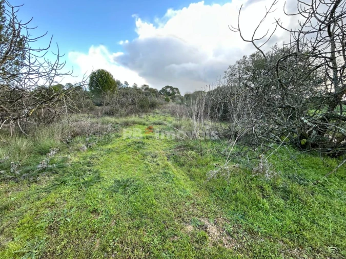 Terreno Agricola ou Rústico para Venda em Madalena e Beselga Foto 5
