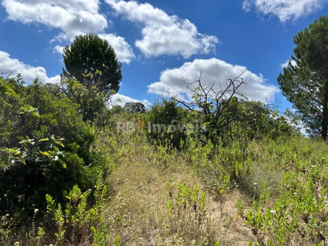 Terreno Agricola ou Rústico para Venda em Madalena e Beselga Foto 32