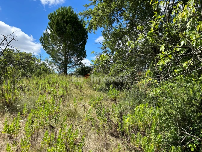 Terreno Agricola ou Rústico para Venda em Madalena e Beselga Foto 34