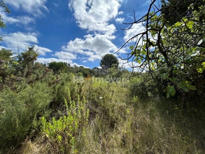 Terreno Agricola ou Rústico para Venda em Madalena e Beselga Foto 39