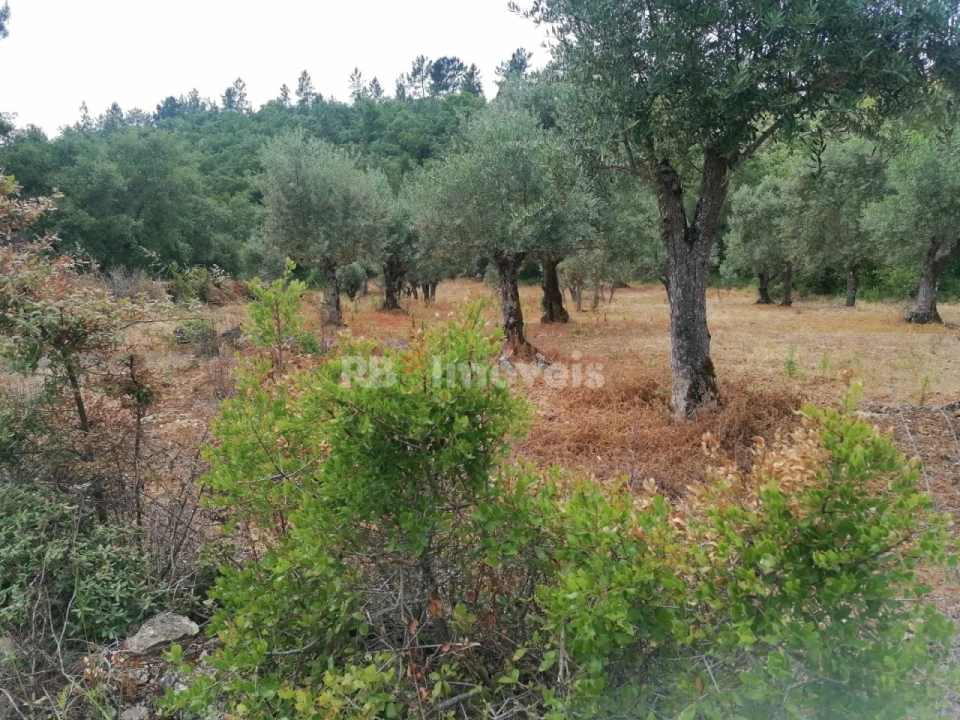 Terreno Agricola ou Rústico para Venda em Além da Ribeira e Pedreira Foto 5