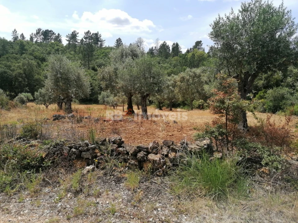 Terreno Agricola ou Rústico para Venda em Além da Ribeira e Pedreira Foto 8