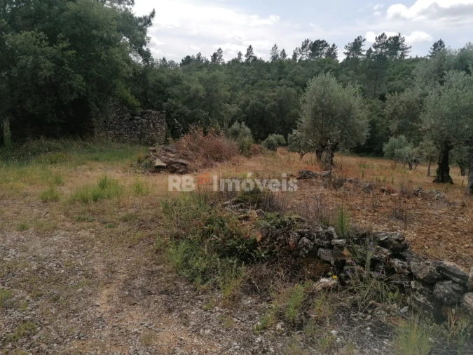 Terreno Agricola ou Rústico para Venda em Além da Ribeira e Pedreira Foto 3