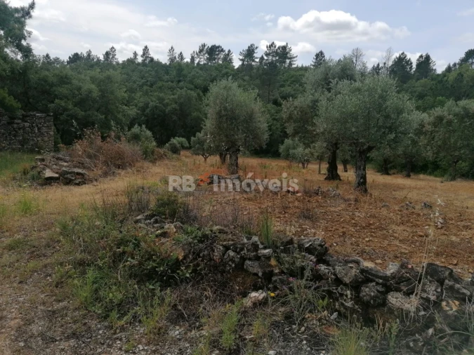 Terreno Agricola ou Rústico para Venda em Além da Ribeira e Pedreira Foto 2