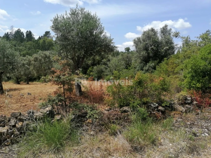 Terreno Agricola ou Rústico para Venda em Além da Ribeira e Pedreira Foto 7