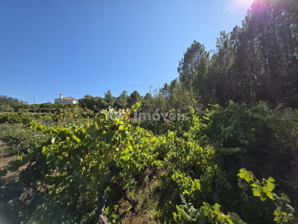 Terreno Agricola ou Rústico para Venda em Serra e Junceira Foto 2