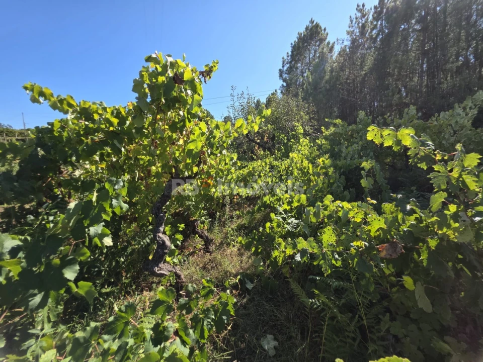 Terreno Agricola ou Rústico para Venda em Serra e Junceira Foto 3