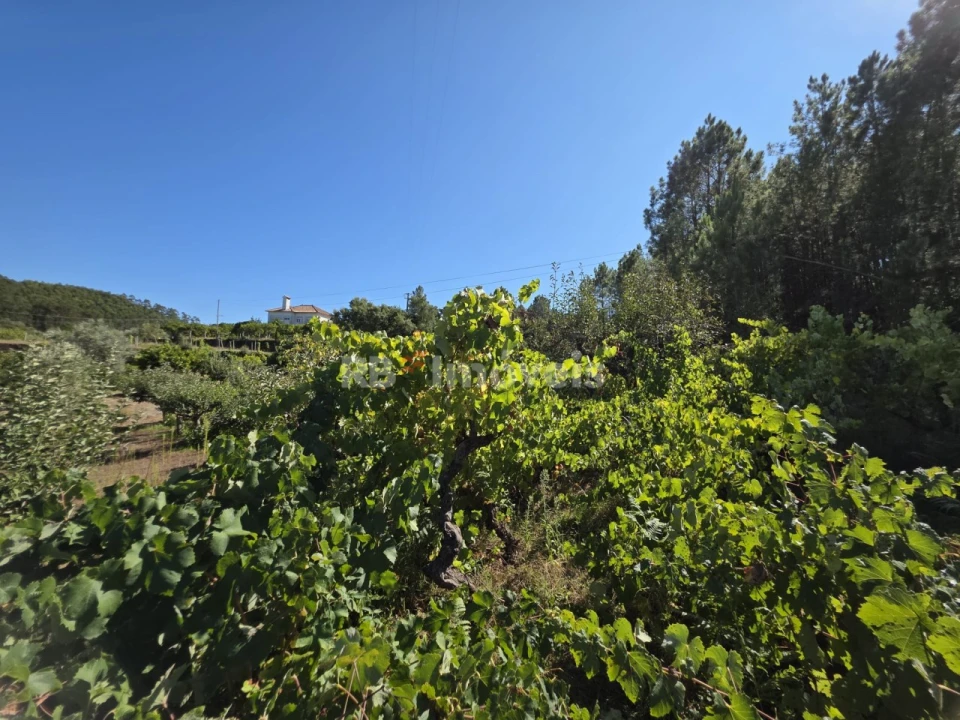 Terreno Agricola ou Rústico para Venda em Serra e Junceira Foto 6