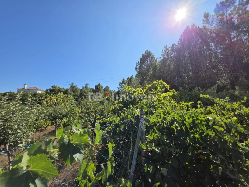 Terreno Agricola ou Rústico para Venda em Serra e Junceira Foto 9