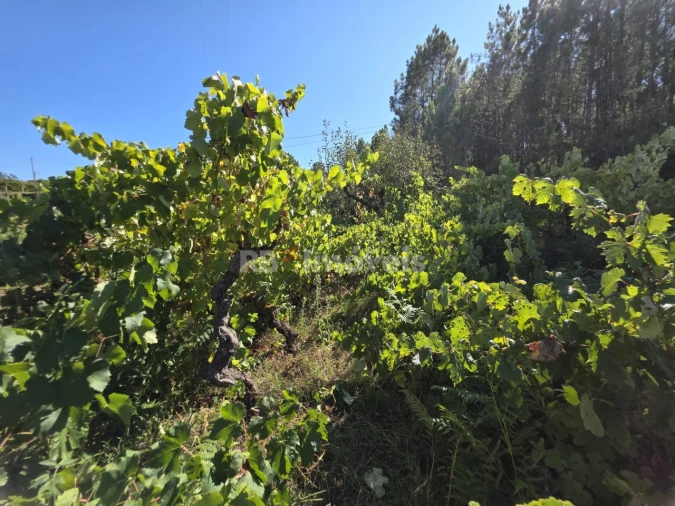 Terreno Agricola ou Rústico para Venda em Serra e Junceira Foto 3