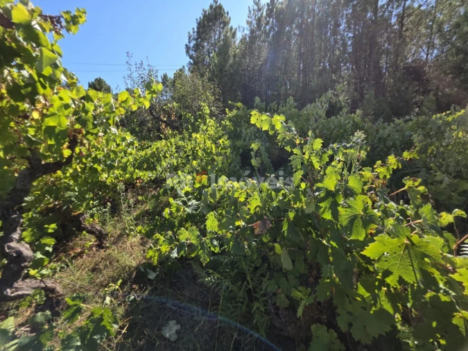 Terreno Agricola ou Rústico para Venda em Serra e Junceira Foto 4