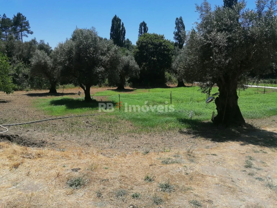 Terreno Agricola ou Rústico para Venda em Madalena e Beselga Foto 3