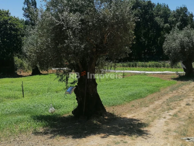 Terreno Agricola ou Rústico para Venda em Madalena e Beselga Foto 5
