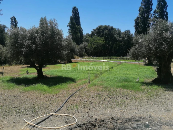Terreno Agricola ou Rústico para Venda em Madalena e Beselga Foto 4