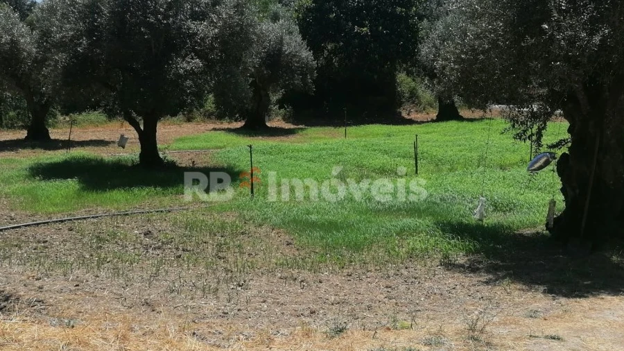 Terreno Agricola ou Rústico para Venda em Madalena e Beselga