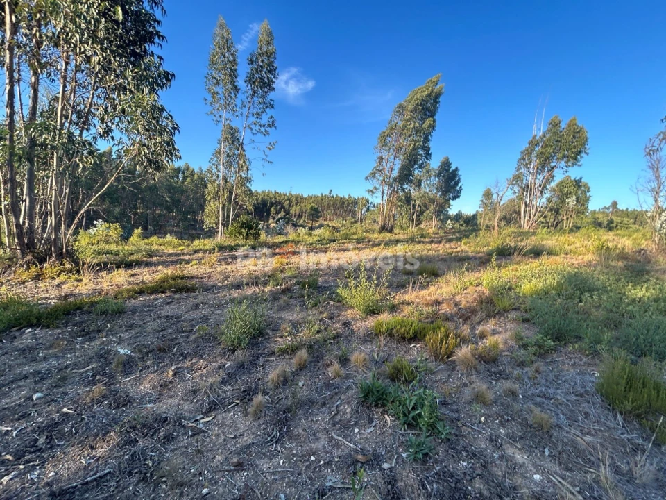 Terreno Agricola ou Rústico para Venda em Sabacheira Foto 7