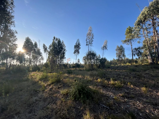 Terreno Agricola ou Rústico para Venda em Sabacheira Foto 1