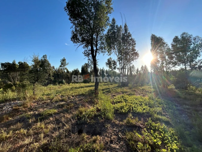 Terreno Agricola ou Rústico para Venda em Sabacheira Foto 5