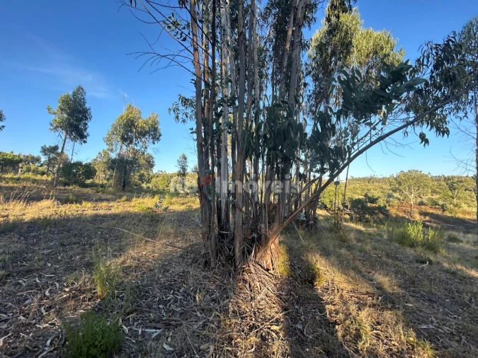 Terreno Agricola ou Rústico para Venda em Sabacheira Foto 6