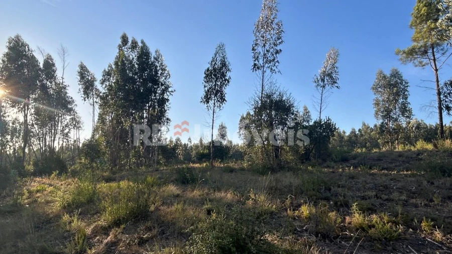 Terreno Agricola ou Rústico para Venda em Sabacheira