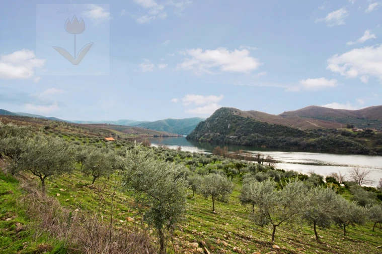 Quinta para Venda em Urros e Peredo dos Castelhanos