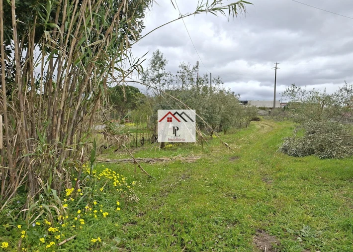 Terreno para Venda em São Martinho de Árvore e Lamarosa Foto 5