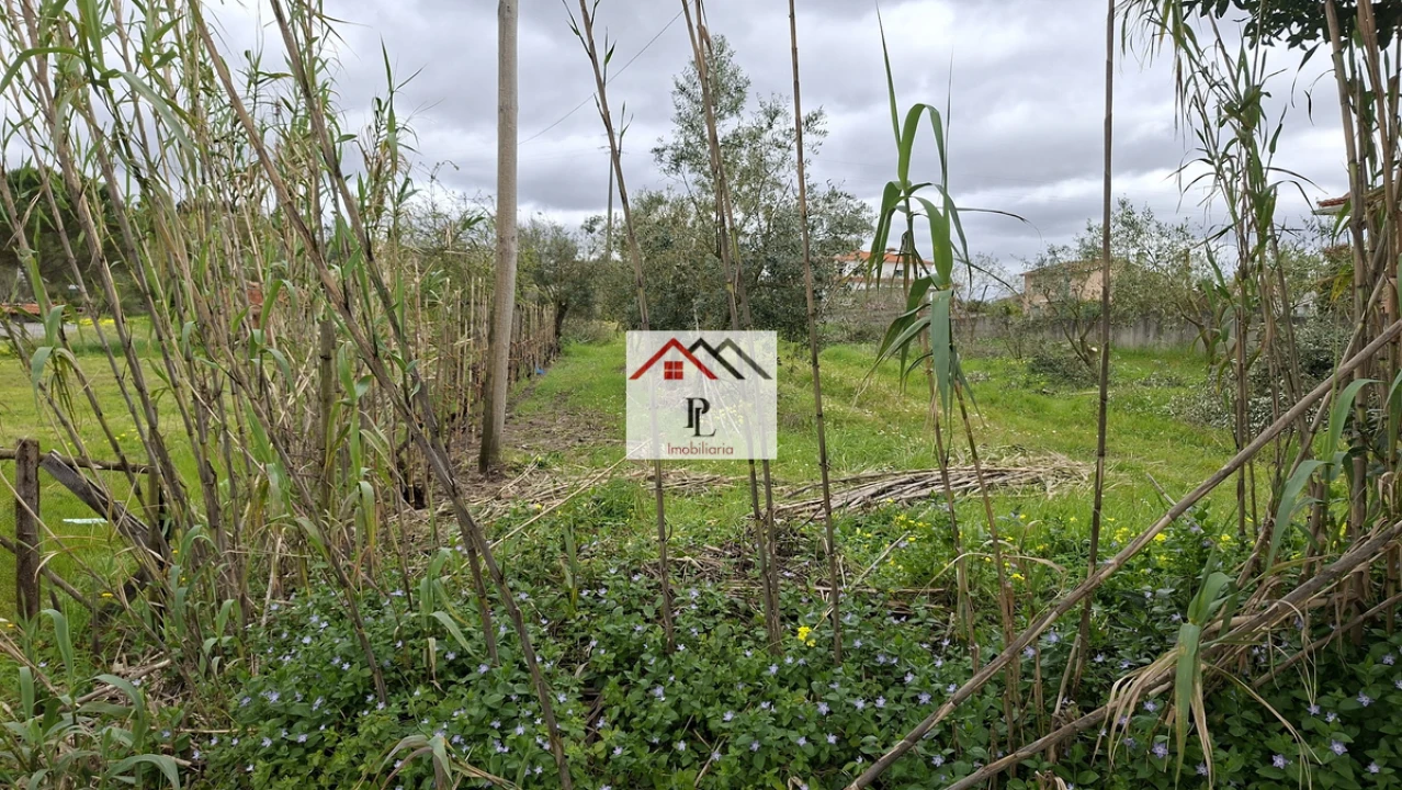 Terreno para Venda em São Martinho de Árvore e Lamarosa Foto 3
