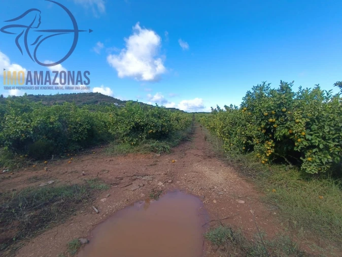 Terreno para Venda em Silves Foto 11