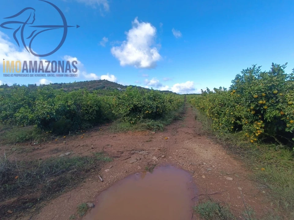 Terreno para Venda em Silves Foto 9