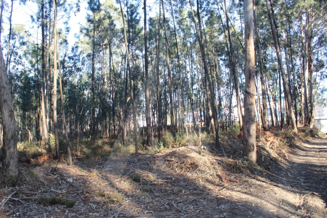 Terreno Agricola ou Rústico para Venda em Águeda e Borralha Foto 4