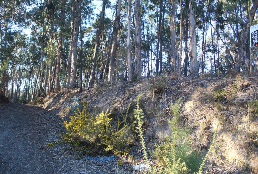 Terreno Agricola ou Rústico para Venda em Águeda e Borralha Foto 3