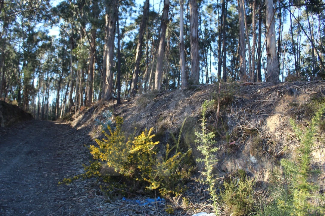 Terreno Agricola ou Rústico para Venda em Águeda e Borralha Foto 7