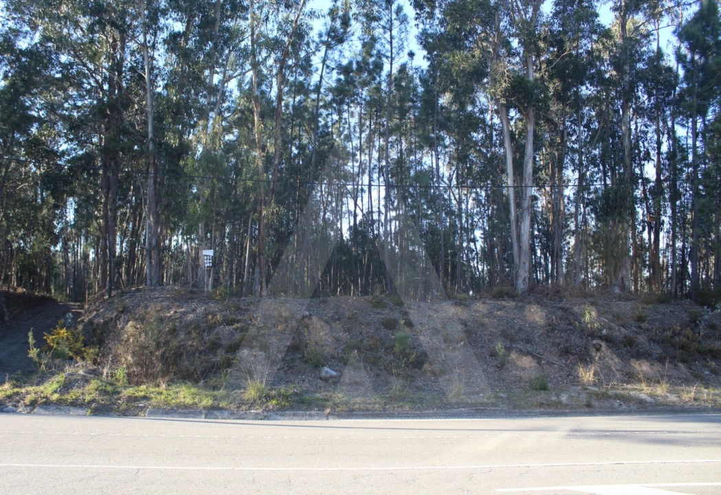 Terreno Agricola ou Rústico para Venda em Águeda e Borralha Foto 2